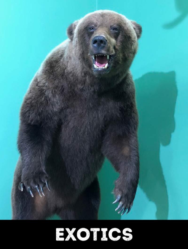 Tyron Southward Taxidermy